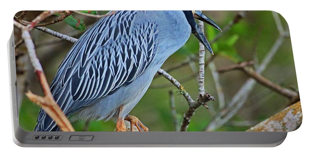 Yellow-crowned Night Heron Portable Battery Charger featuring the photograph Despite the Look on My Face, You're Still Talking by Michiale Schneider