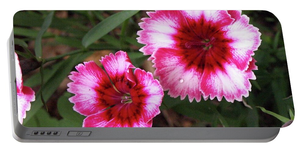 Dianthus Portable Battery Charger featuring the photograph Dianthus by Jeffrey Peterson