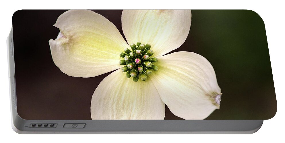 Flower Portable Battery Charger featuring the photograph Dogwood by Don Johnson
