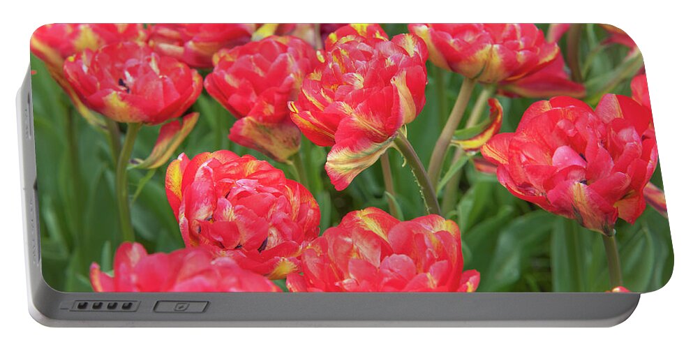 Jenny Rainbow Fine Art Photography Portable Battery Charger featuring the photograph Double Late Tulips Sundowner by Jenny Rainbow