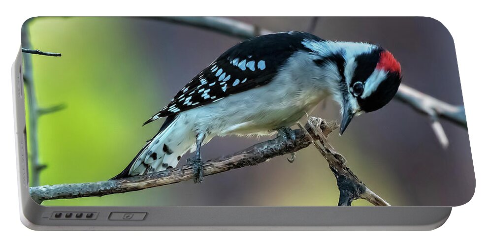 Woodpeckers Portable Battery Charger featuring the photograph Downy Woodpecker by DB Hayes