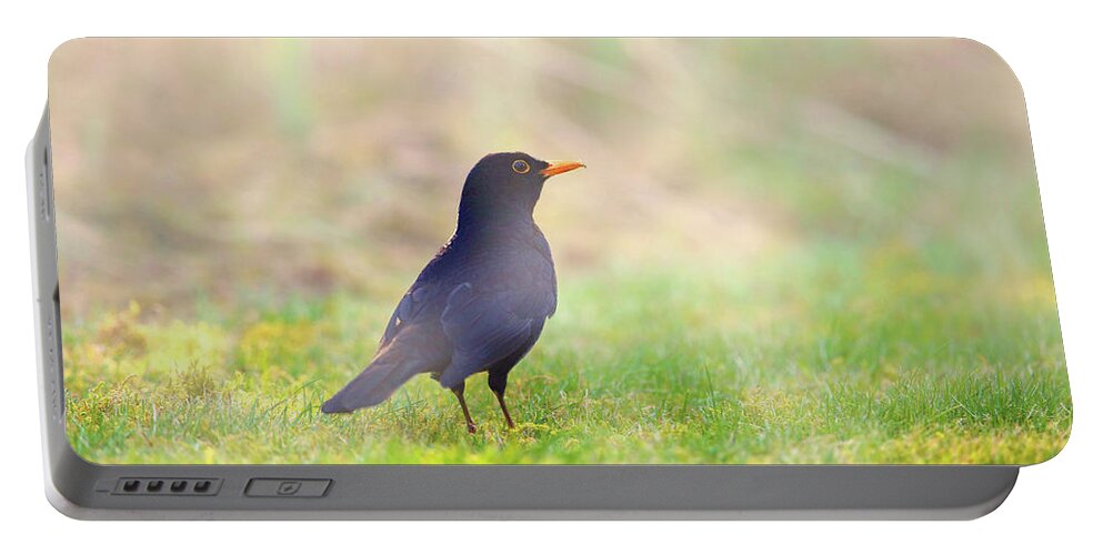 Bird Portable Battery Charger featuring the photograph Early Bird by Jason Fink