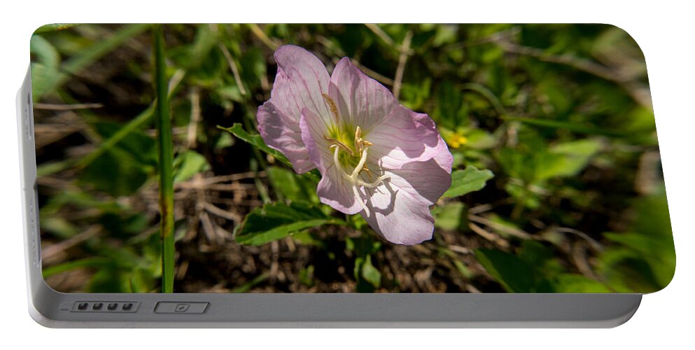 Flower Portable Battery Charger featuring the photograph Early Spring Flower by Ivars Vilums