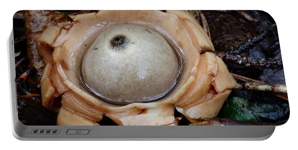 Geastrum Species Portable Battery Charger featuring the photograph Earthstar by Daniel Reed