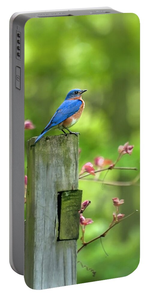 Bluebird Portable Battery Charger featuring the photograph Eastern Bluebird by Christina Rollo