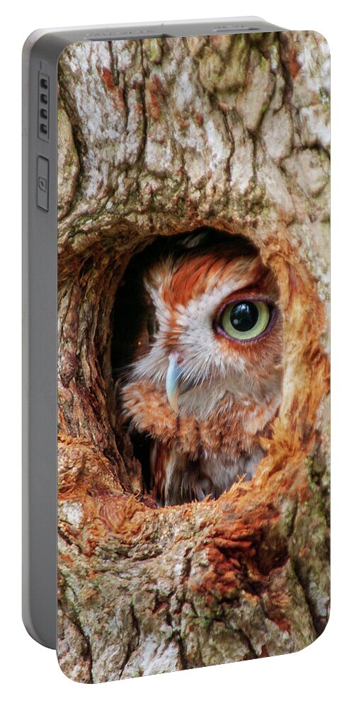 Birds Portable Battery Charger featuring the photograph Eastern Screech Owl by Louis Dallara