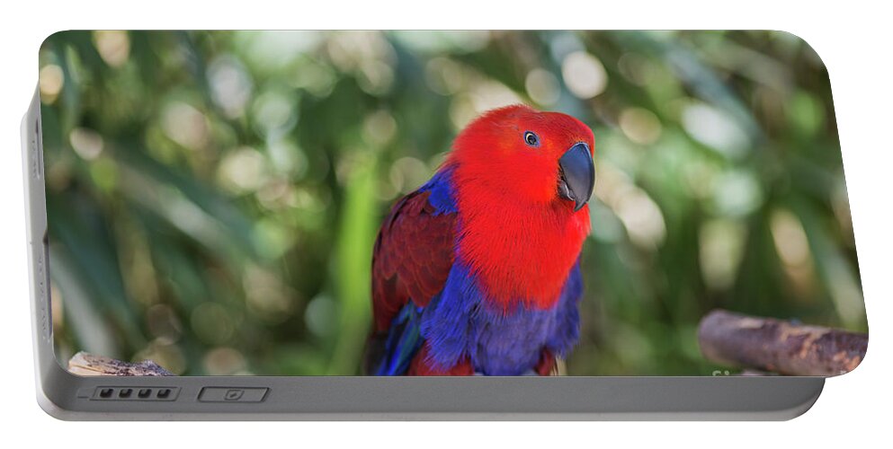 Eclectus Parrot Portable Battery Charger featuring the photograph Eclectus Parrot by Eva Lechner