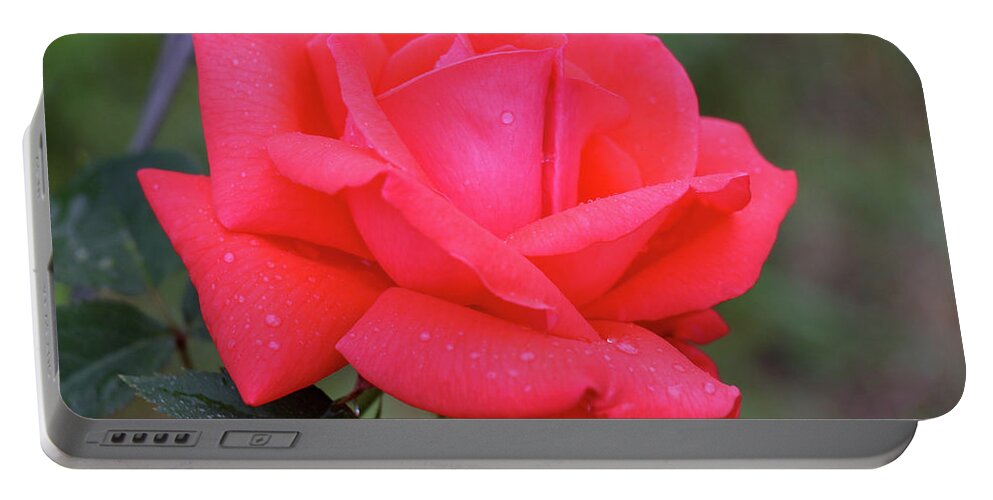 Rose Portable Battery Charger featuring the photograph Elegance by Mary Anne Delgado