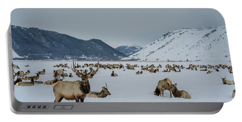 Elk Portable Battery Charger featuring the photograph Elk in Jackson Hole, Wyoming by Julieta Belmont