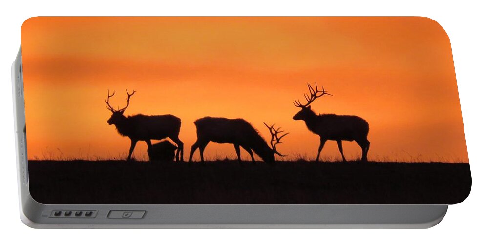 Elk Portable Battery Charger featuring the photograph Elk in the morning light by Keith Stokes