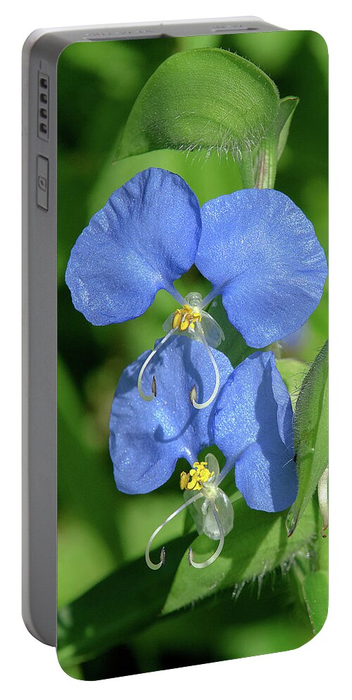 Spiderwort Family Portable Battery Charger featuring the photograph Erect Dayflower DFL1006 by Gerry Gantt
