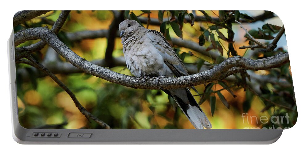Standing Portable Battery Charger featuring the photograph Eurasian Collared Dove by Pablo Avanzini