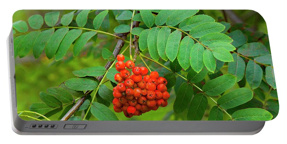Allegheny Plateau Portable Battery Charger featuring the photograph European Mountain Ash by Michael Gadomski