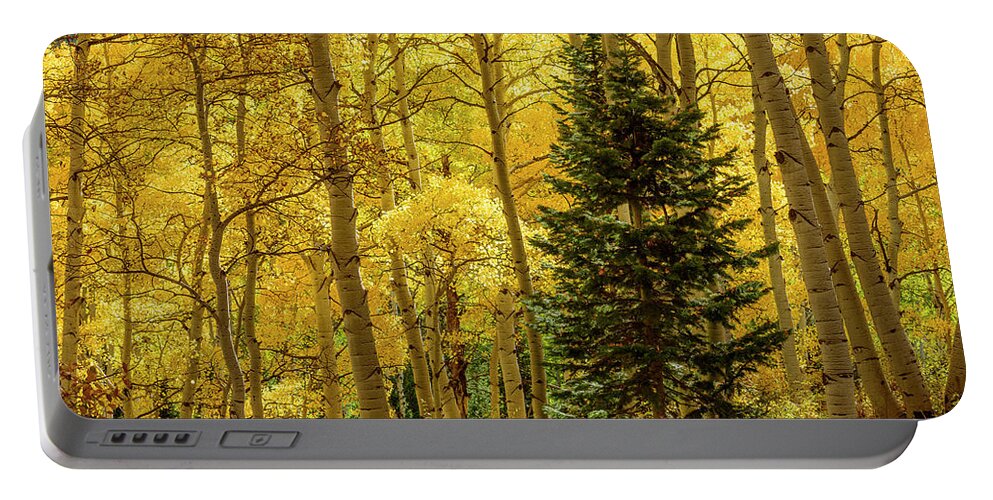 Colorado Portable Battery Charger featuring the photograph Evergreen in the Aspen Grove by James Covello