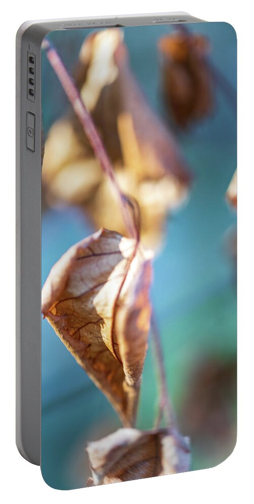 Leaves Portable Battery Charger featuring the photograph Nature Photography - Fall Leaves #1 by Amelia Pearn
