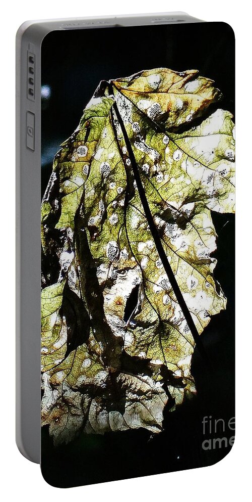 Fall Portable Battery Charger featuring the photograph Fall leaf catching the light by Karin Ravasio