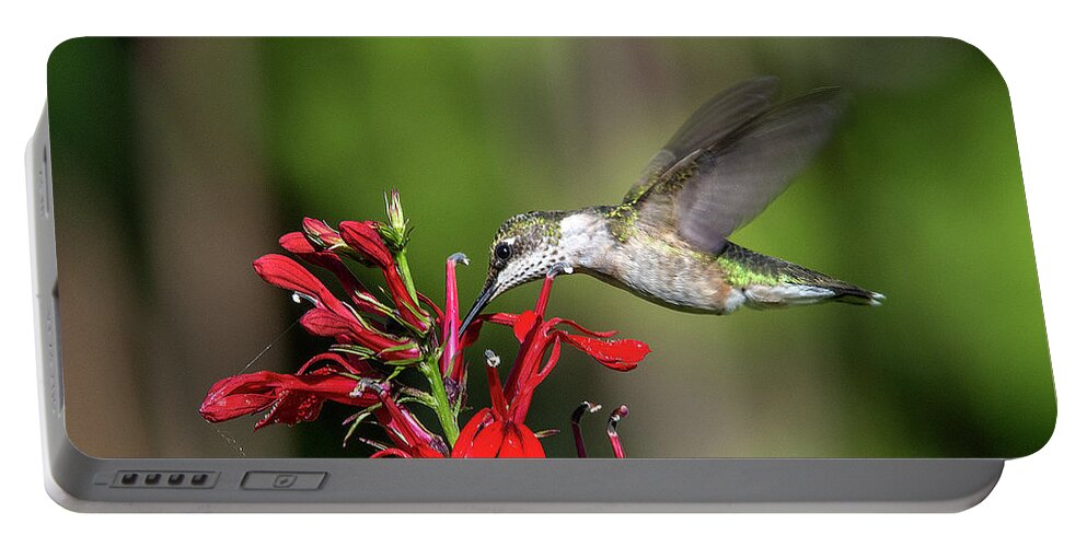 Nature Portable Battery Charger featuring the photograph Female Ruby-throated Hummingbird DSB0319 by Gerry Gantt