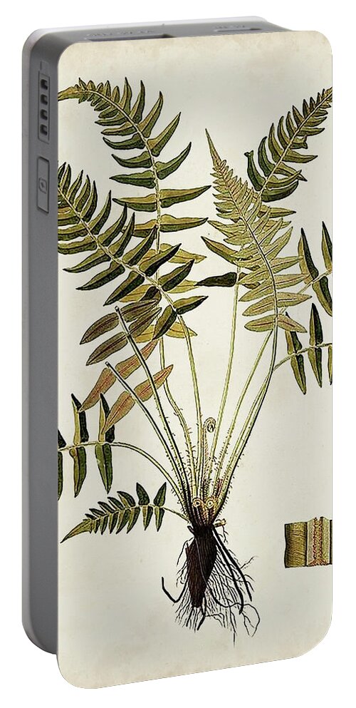 Botanical & Floral+ferns+botanical Study Portable Battery Charger featuring the painting Fern Botanical Iv by Vision Studio