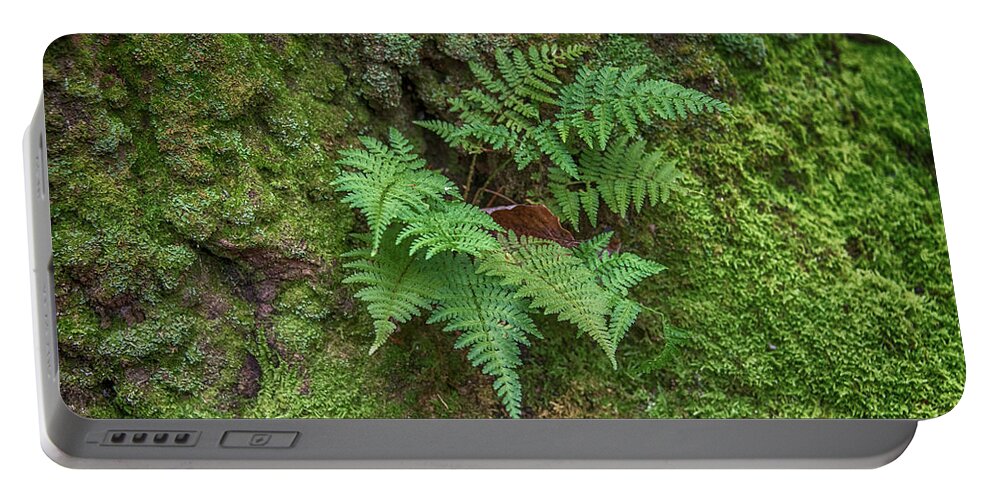 Fern Portable Battery Charger featuring the photograph Fern in green by Alan Goldberg