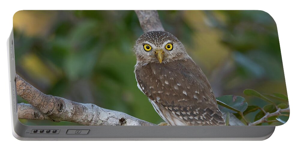 Ferruginous Portable Battery Charger featuring the photograph Ferruginous pygmy owl by Patrick Nowotny