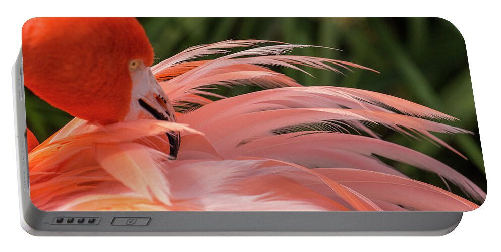 Flamingo Portable Battery Charger featuring the photograph Flamingo Preening by Dorothy Cunningham
