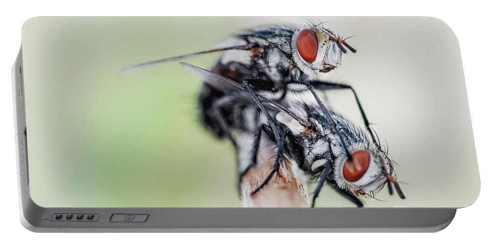 Flies Portable Battery Charger featuring the photograph Flies Mating by Al Andersen