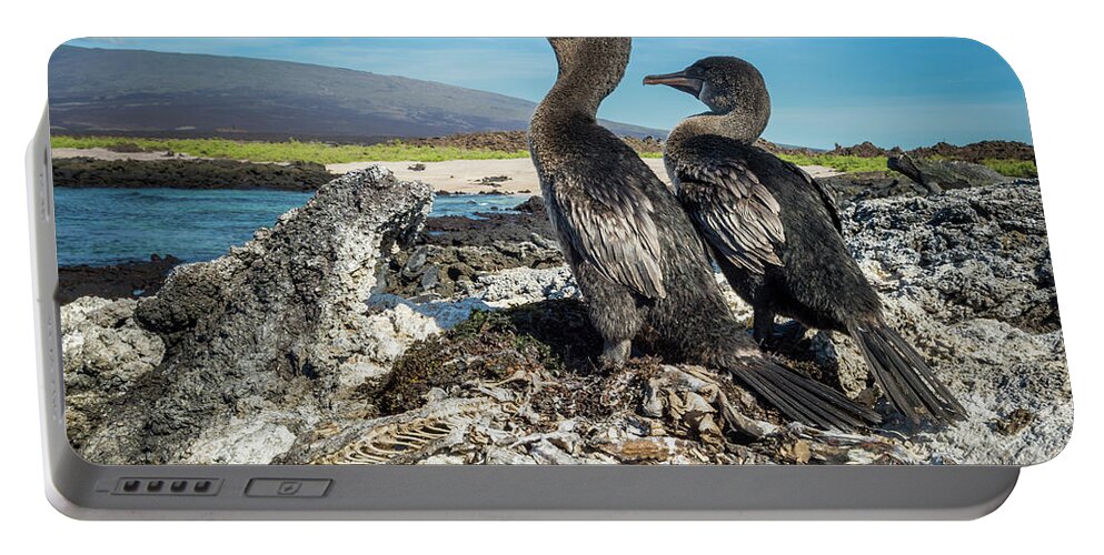 Bird Portable Battery Charger featuring the photograph Flightless Cormorants, Galapagos by Tui De Roy