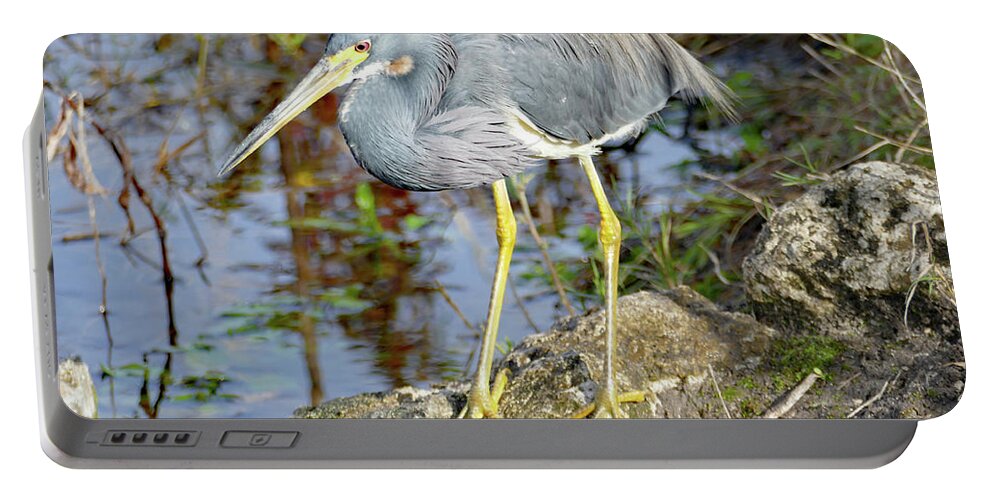 Bird Portable Battery Charger featuring the photograph Florida Tricolored Heron by Margaret Zabor