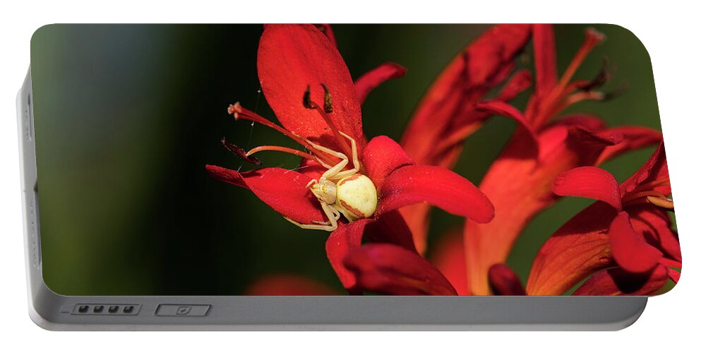 Animals Portable Battery Charger featuring the photograph Flower Spider on Crocosmia by Robert Potts