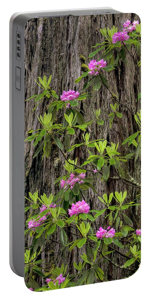 Jeff Foott Portable Battery Charger featuring the photograph Flowering Pacific Rhododendron by Jeff Foott