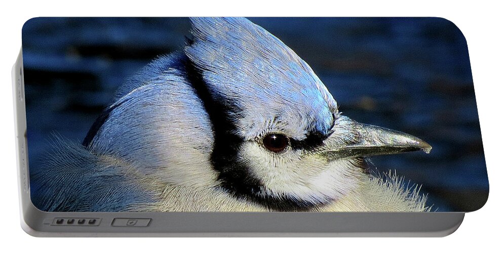 Blue Jay Portable Battery Charger featuring the photograph Fluffy Blue Jay Close Up with Icy Beak by Linda Stern