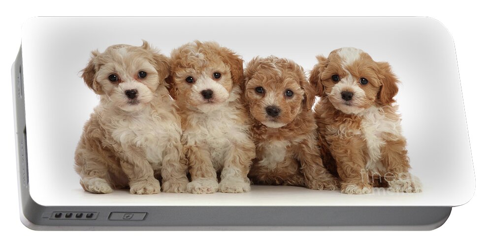 Cavapoochon Portable Battery Charger featuring the photograph Four Cavapoochon puppies by Warren Photographic
