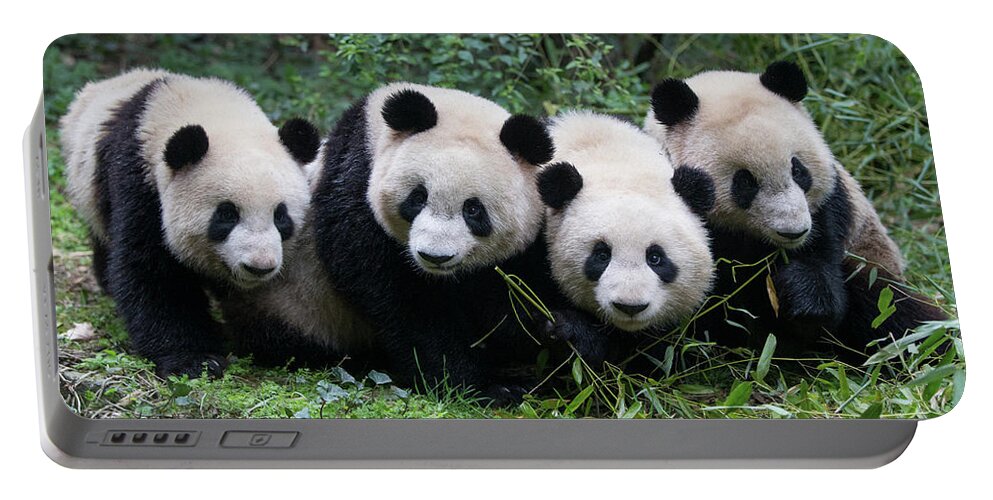 Suzi Eszterhas Portable Battery Charger featuring the photograph Four Giant Pandas In A Row by Suzi Eszterhas