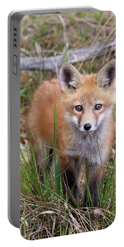 Red Portable Battery Charger featuring the photograph Fox Kit Cuteness Portrait by Brook Burling