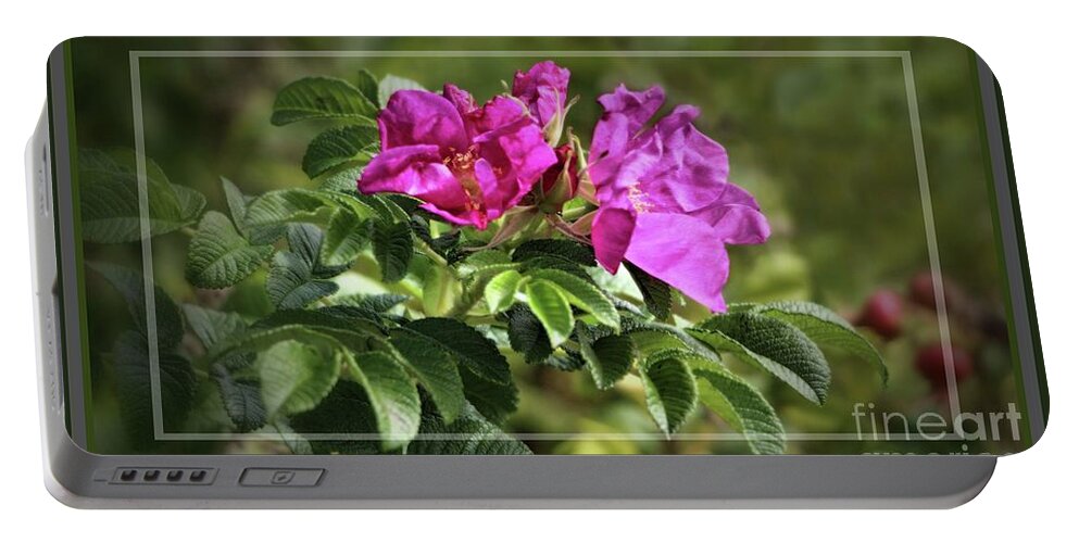 Wild Roses Portable Battery Charger featuring the photograph Framed Wild Island Rose by Sandra Huston