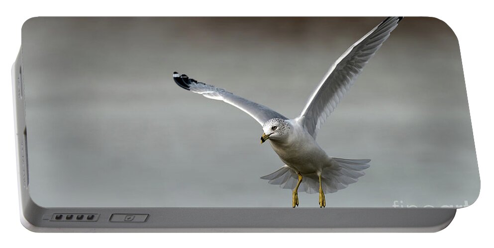 Ring Billed Gull Portable Battery Charger featuring the photograph Frozen in time by Sam Rino