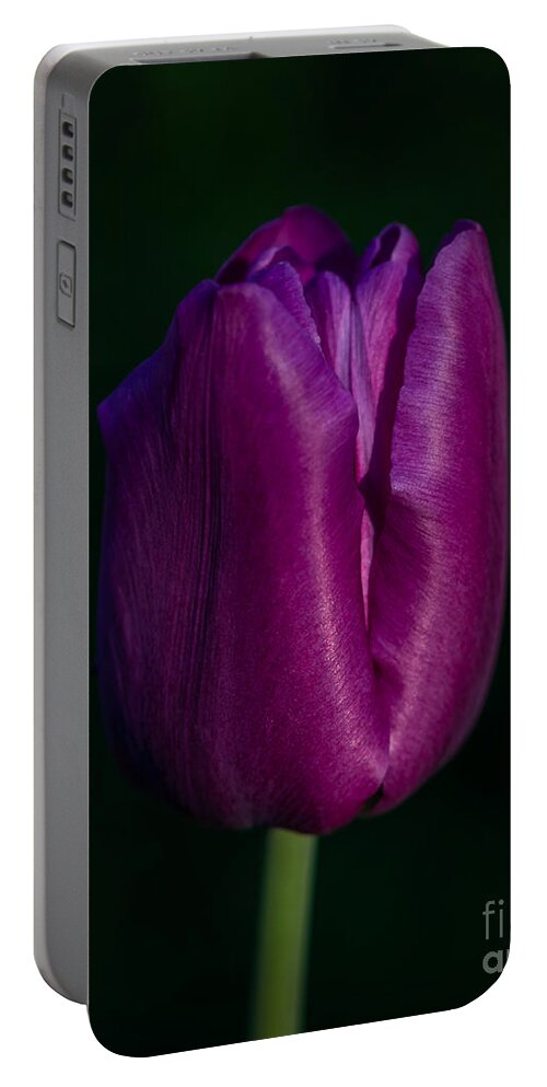 Photography Portable Battery Charger featuring the photograph Fuchsia Tulip by Alma Danison