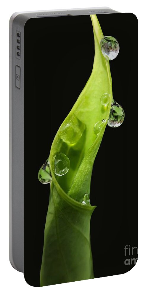 Leaf Portable Battery Charger featuring the photograph Furled by Diana Rajala