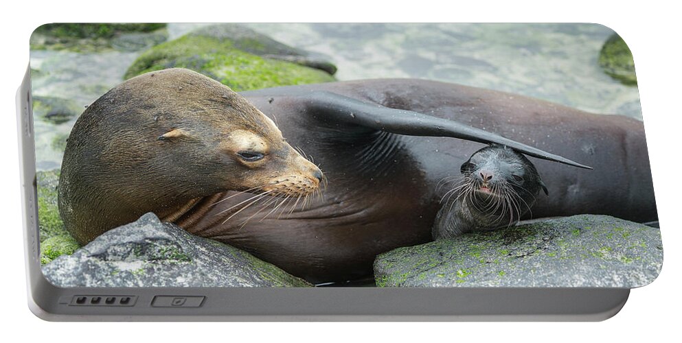 Animal Portable Battery Charger featuring the photograph Galapagos Sea Lion Bonding With Newborn Pup by Tui De Roy