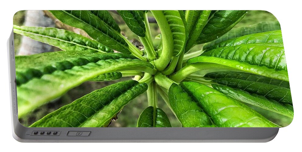 Tropical Climate Portable Battery Charger featuring the photograph Garden Croton Plant by Jori Reijonen
