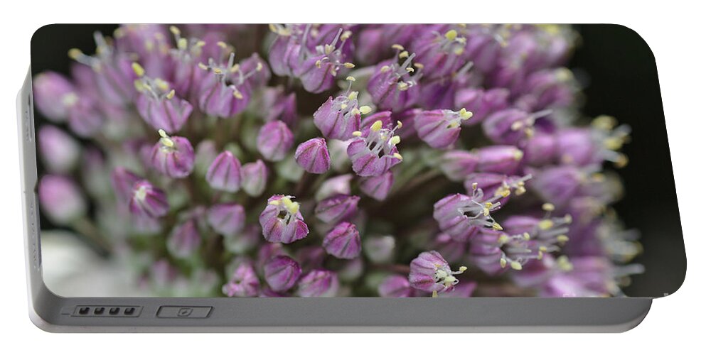 Allieae Portable Battery Charger featuring the photograph Garlic Flower In Bloom by Joy Watson