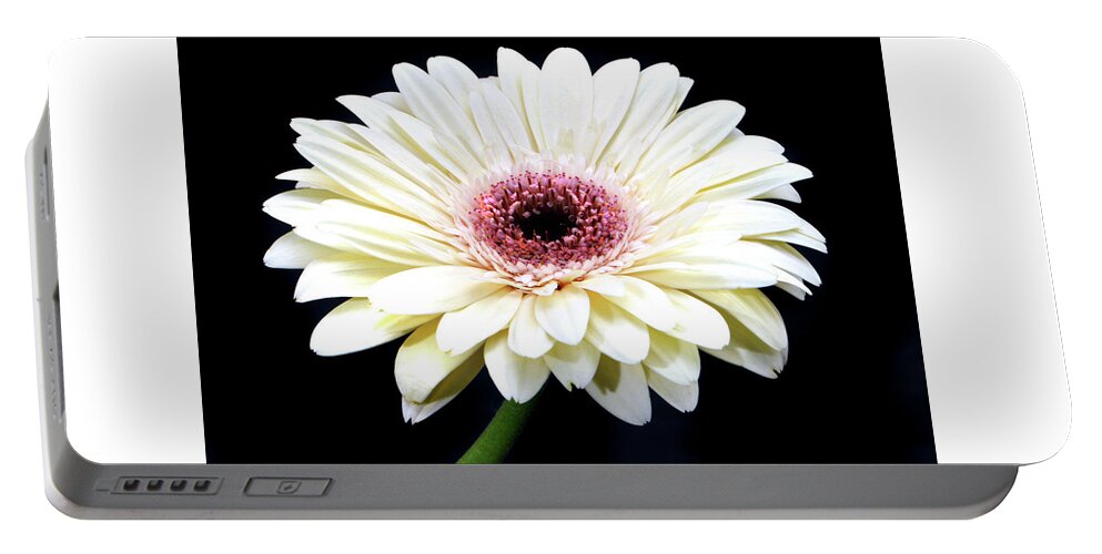 Gerbera Daisy Portable Battery Charger featuring the photograph Gerbera Daisy by Terence Davis