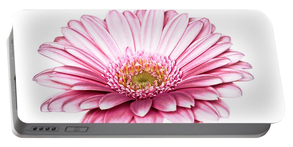 Flora Portable Battery Charger featuring the photograph Gerbera by Tanya C Smith