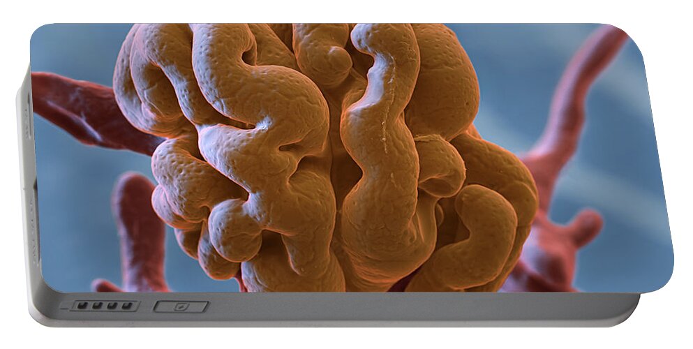 Capillary Portable Battery Charger featuring the photograph Glomerulus, Sem by Oliver Meckes EYE OF SCIENCE