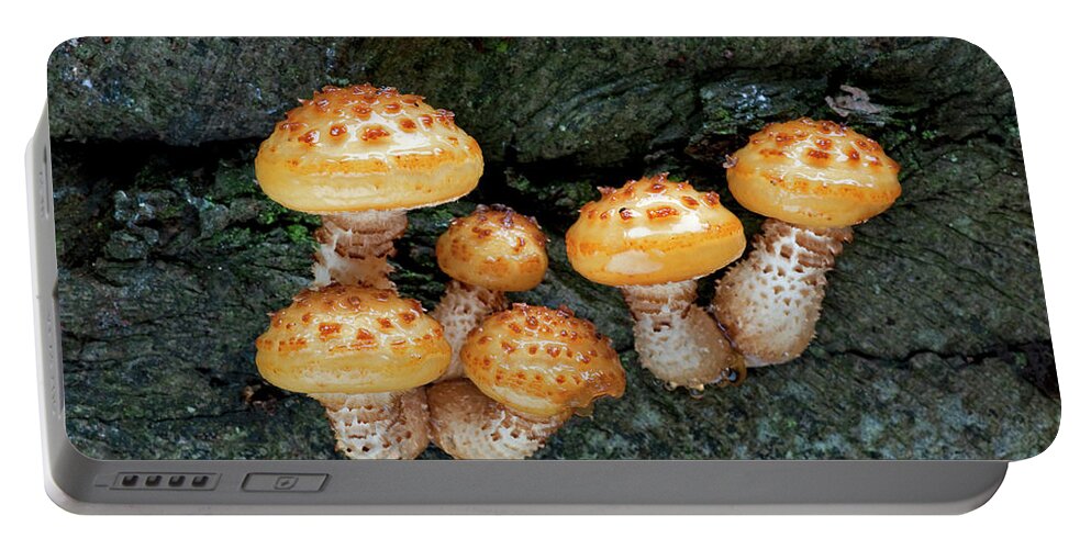 Autumncollection Portable Battery Charger featuring the photograph Golden Scalycap Fungi On Beech Tree, Sussex, England by Adrian Davies / Naturepl.com
