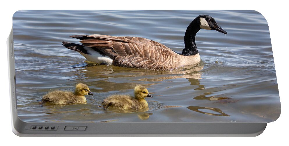 Photography Portable Battery Charger featuring the photograph Goslings swimming with Parent by Alma Danison