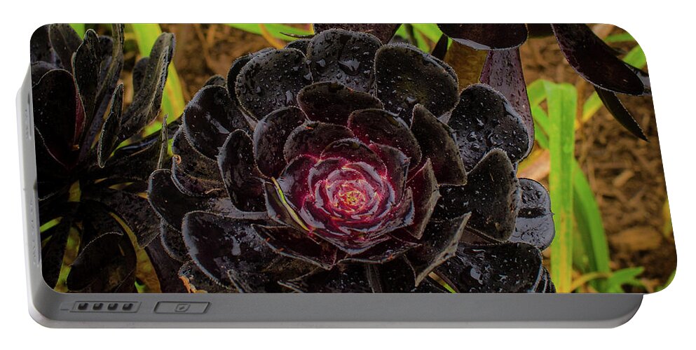 Hawaii Portable Battery Charger featuring the photograph Goth Succulent by Jeff Phillippi