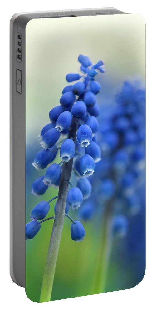 Grape Hyacinth Portable Battery Charger featuring the photograph Grape Hyacinth by Ginger Stein
