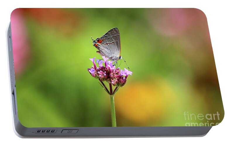 Gray Hairstreak Butterfly Portable Battery Charger featuring the photograph Gray Hairstreak Butterfly in Summer by Karen Adams