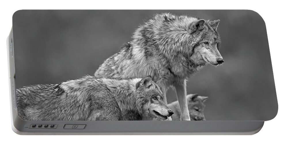 Disk1215 Portable Battery Charger featuring the photograph Gray Wolves On The Lookout by Tim Fitzharris